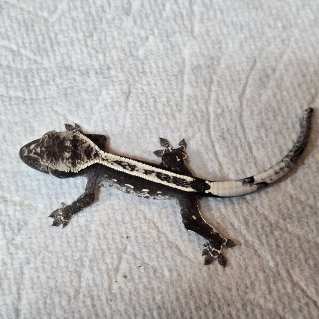 아잔틱 핀스트라이프