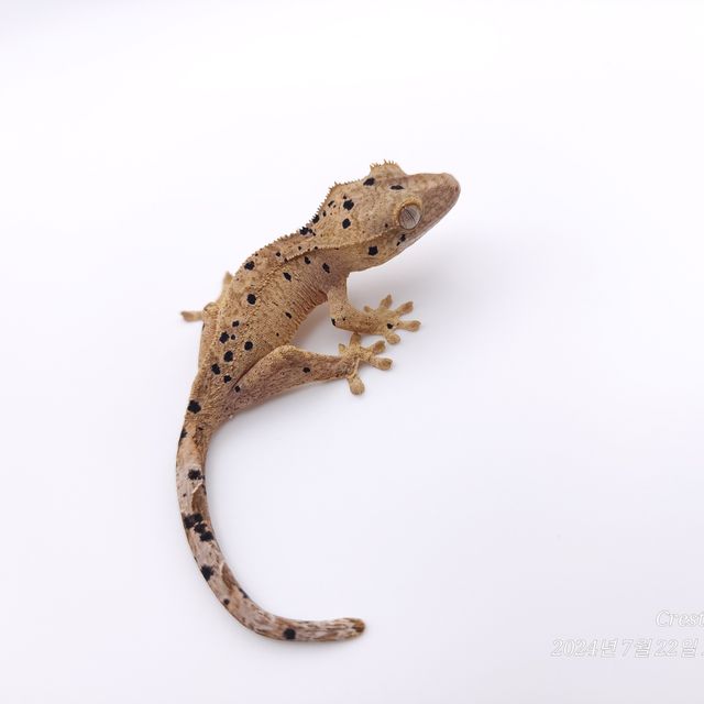 슈퍼달마시안