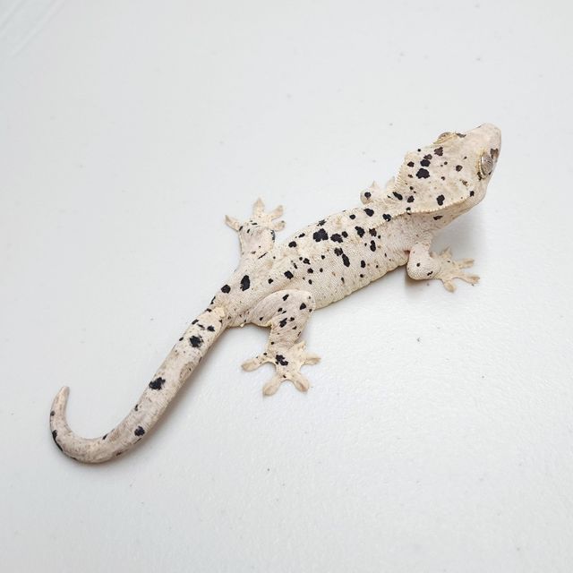 슈퍼달마시안