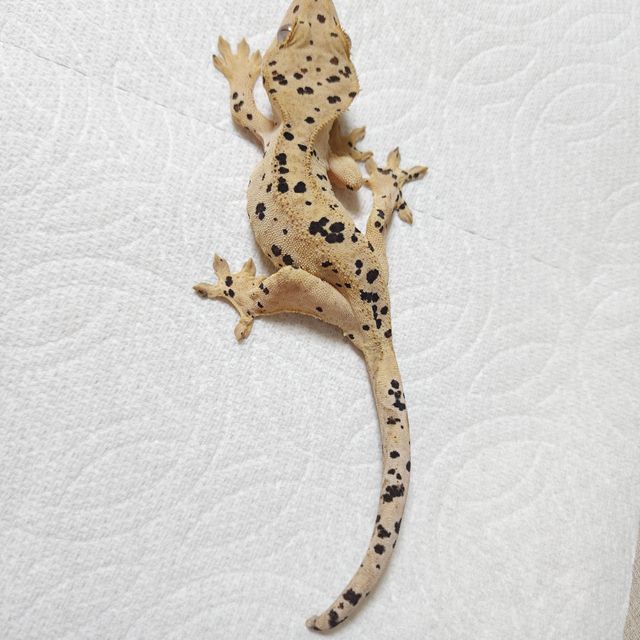 슈퍼달마시안