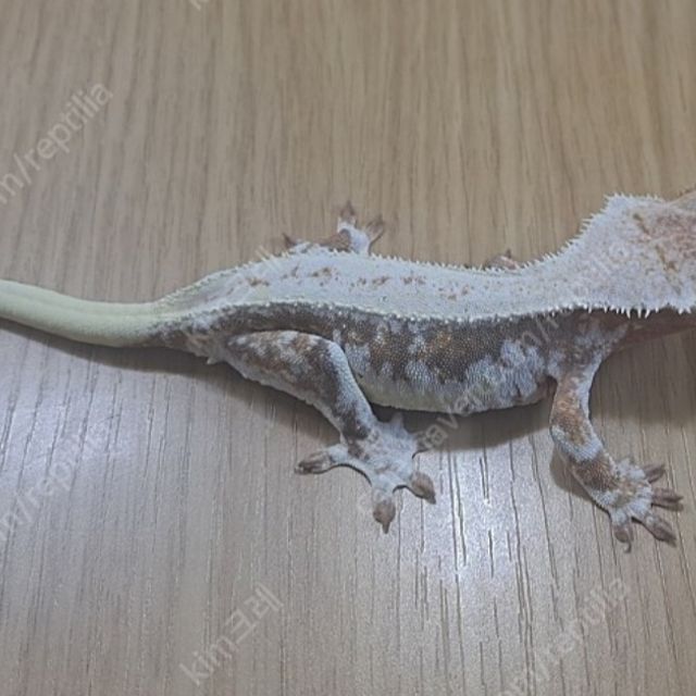 릴리화이트