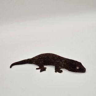 야테 멜라니스틱 GT