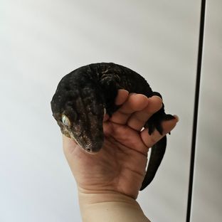 고결