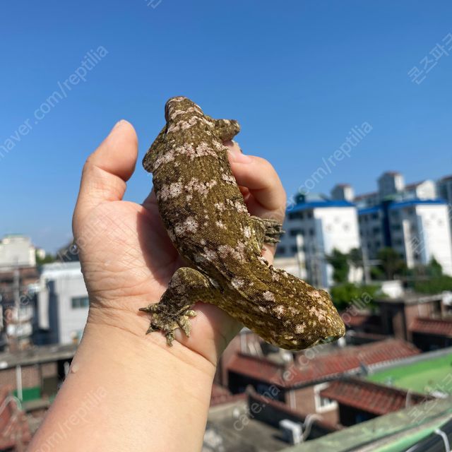 누아미