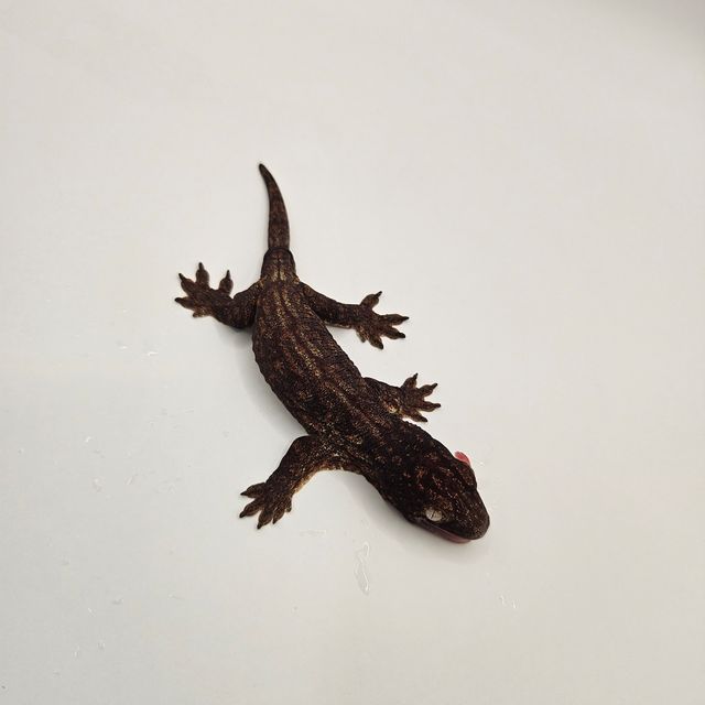 야테 멜라니스틱 GT