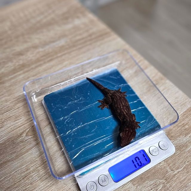 야테 멜라니스틱 GT