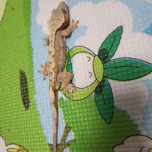오렌지