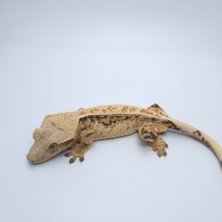 트라이 쿼드 풀핀 드리피