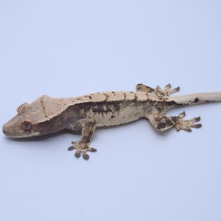 트라이 익스트림할리퀸 화이트스팟