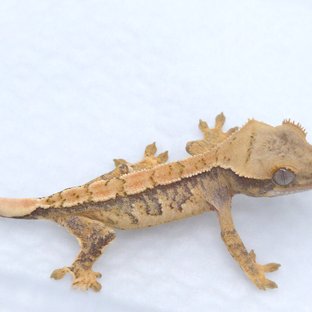 트라이 익스트림할리퀸 화이트스팟