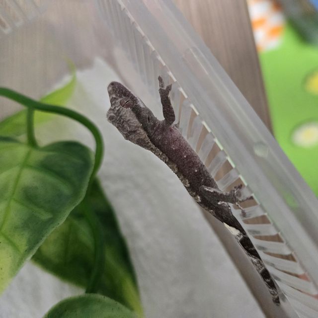 아잔틱