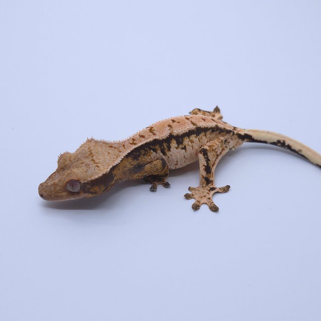 익스트림할리퀸 트라이 화이트스팟