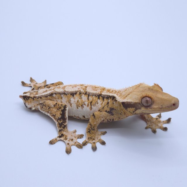 트라이 익스트림할리퀸 화이트스팟 드리피