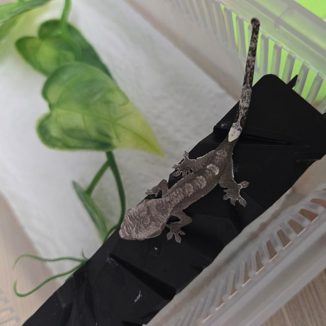 아잔틱
