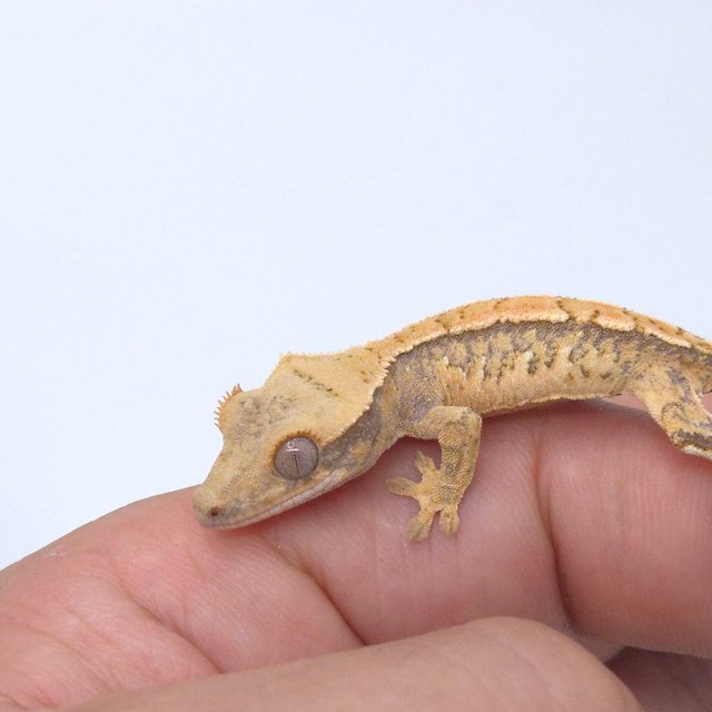 트라이 익스트림할리퀸 화이트스팟