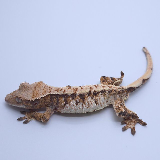 트라이 익스트림할리퀸 화이트스팟