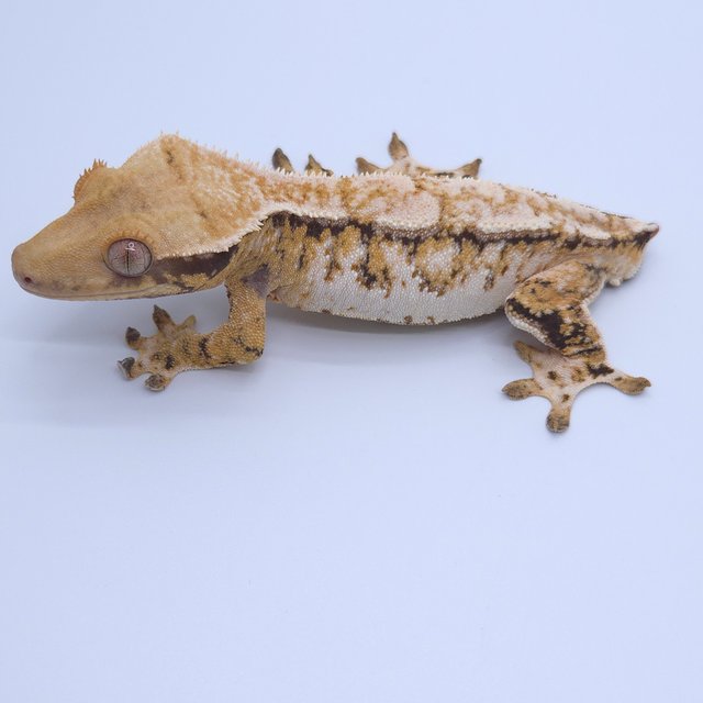 트라이 익스트림할리퀸 화이트스팟 드리피