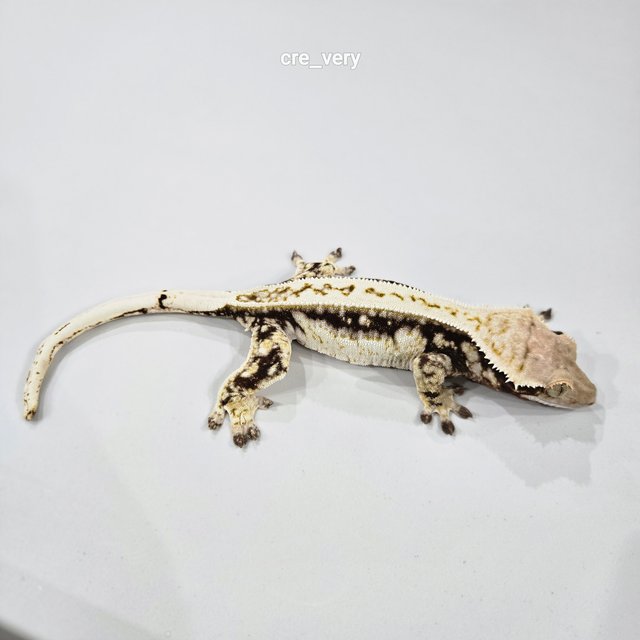 트라이 익스트림할리퀸 드리피 화이트스팟