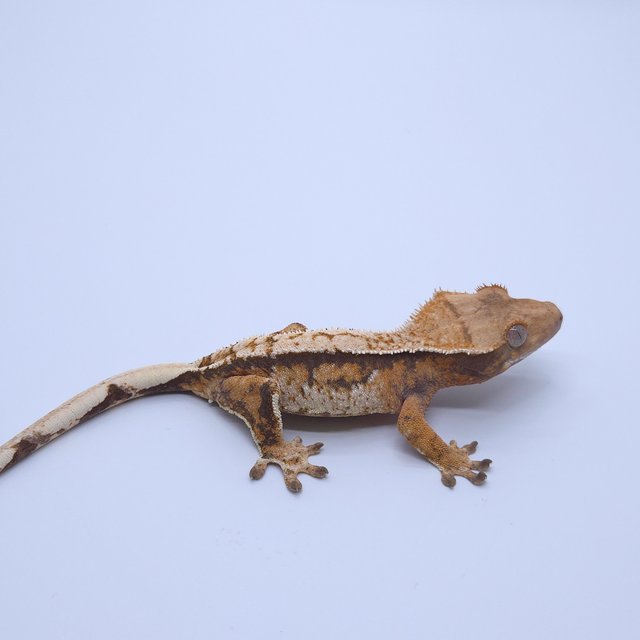 트라이 익스트림할리퀸 쿼드