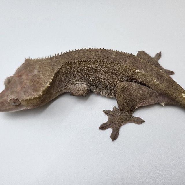 아잔틱