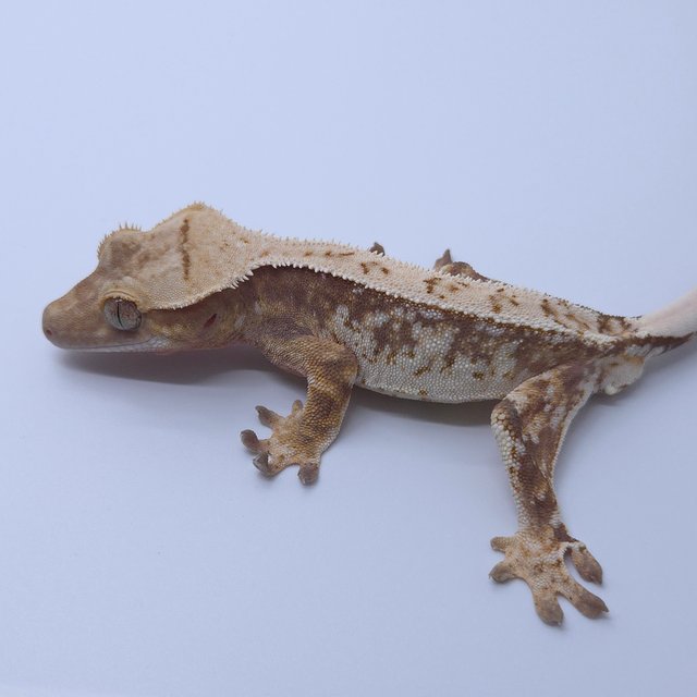 트라이 익스트림할리퀸 화이트스팟