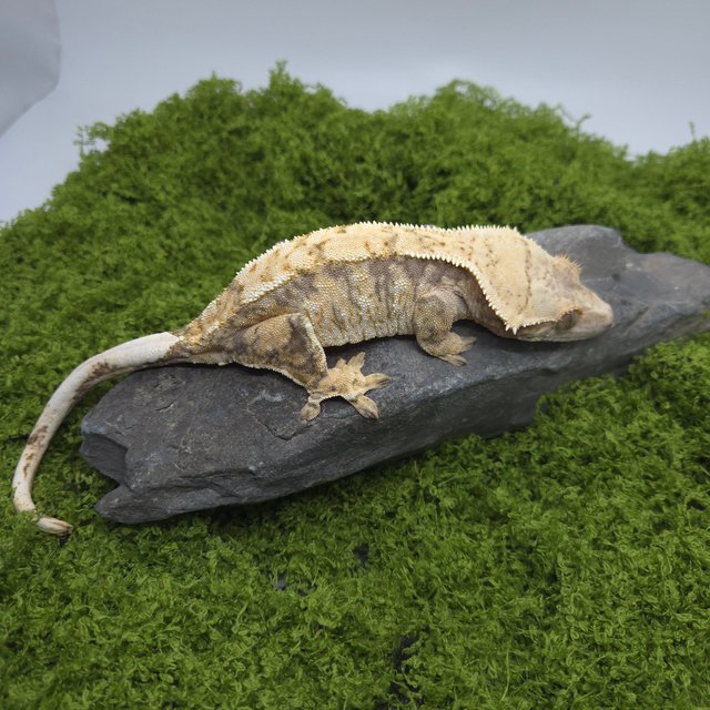 트라이 익스트림할리퀸