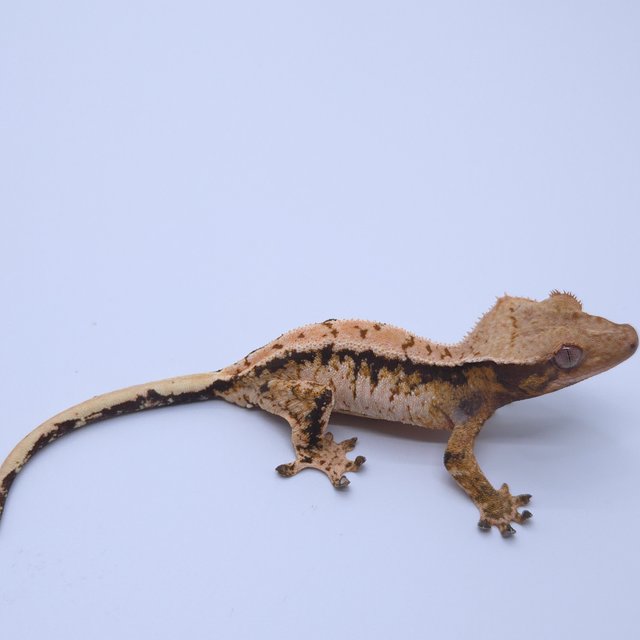 익스트림할리퀸 트라이 화이트스팟