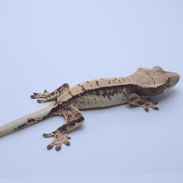 트라이 익스트림할리퀸 화이트스팟