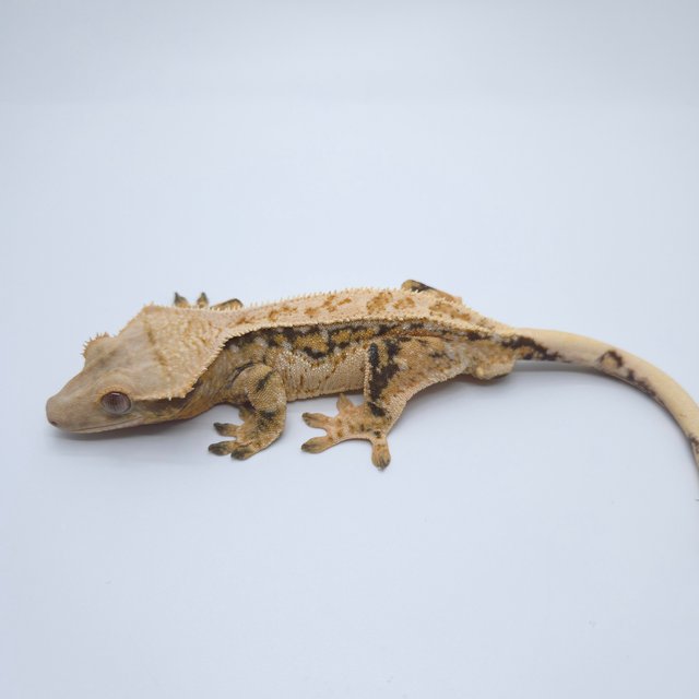 트라이 쿼드 풀핀 드리피