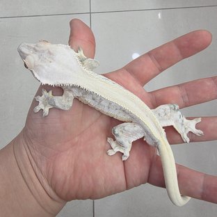 릴리화이트 솔리드백 쿼드 화이트스팟 드리피