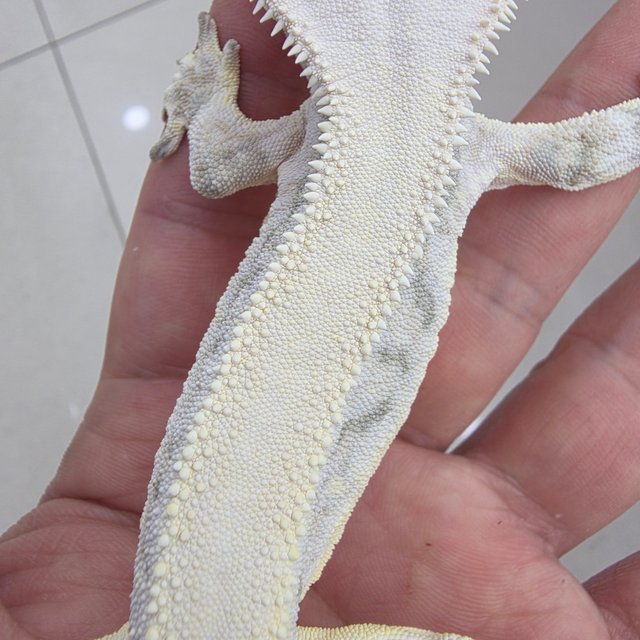 릴리화이트 솔리드백 쿼드 화이트스팟 드리피