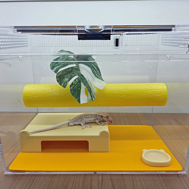 릴리화이트 화이트스팟 드리피