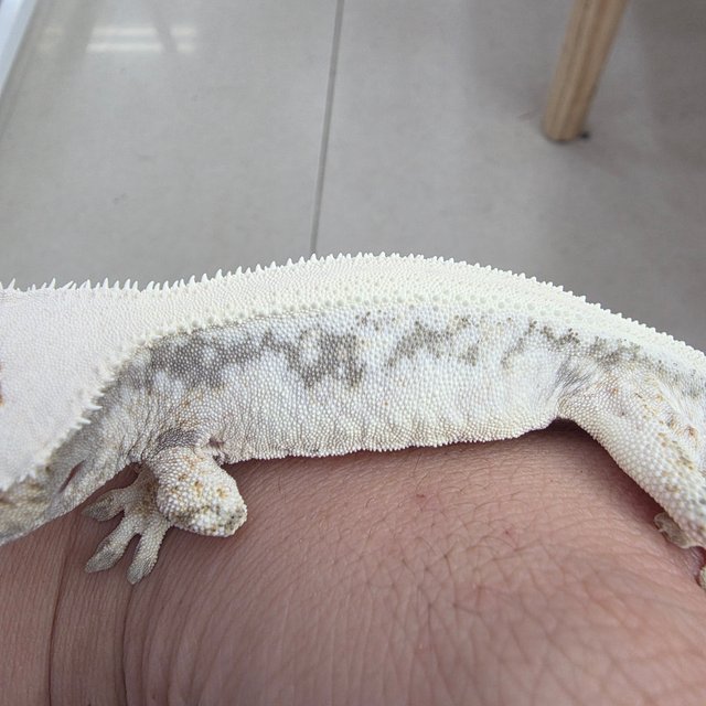 릴리화이트 드리피 화이트스팟