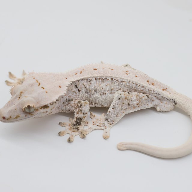 릴리화이트 화이트스팟 드리피