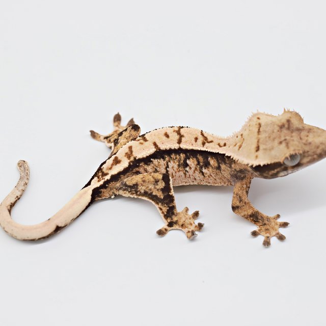 익스트림할리퀸 트라이