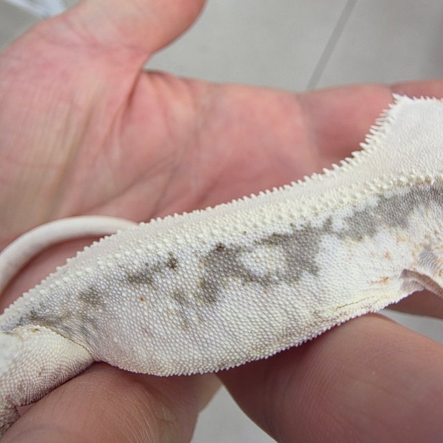 릴리화이트 드리피 화이트스팟