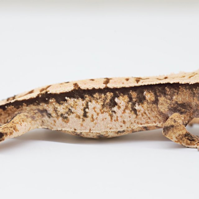 익스트림할리퀸 트라이