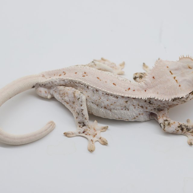 릴리화이트 화이트스팟 드리피