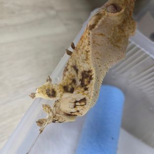 트라이 릴리화이트