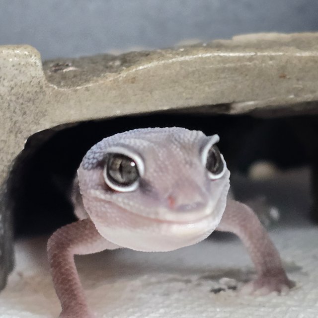 헷 오레오 헷 고스트