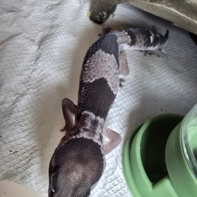 헷 오레오 헷 고스트