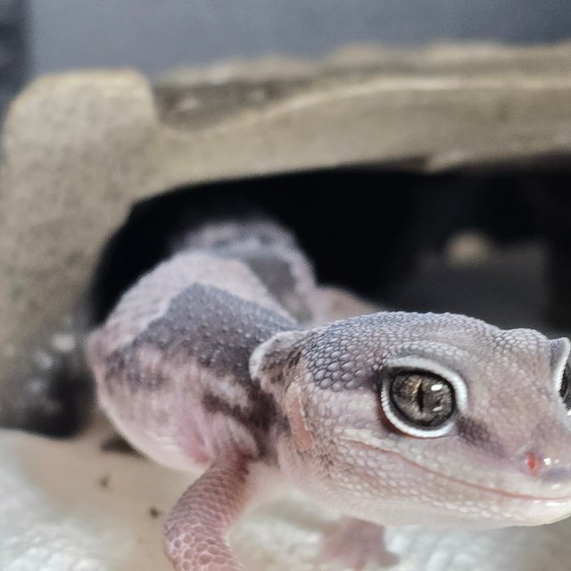 헷 오레오 헷 고스트