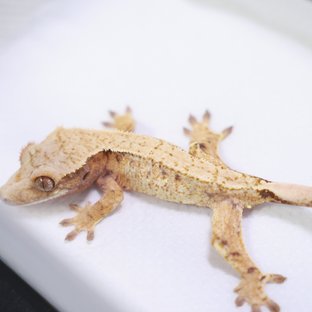 트라이 화이트포트홀 익스트림할리퀸 드리피