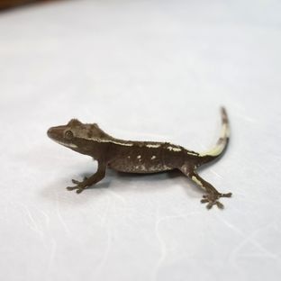 아잔틱