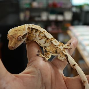 트라이 익스트림할리퀸 화이트