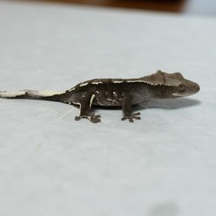 아잔틱