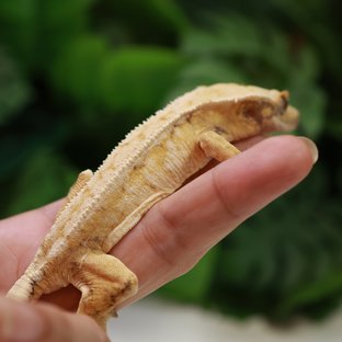 익스트림할리퀸 트라이 드리피