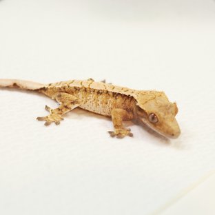 드리피 익스트림할리퀸 트라이