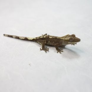 아잔틱
