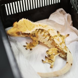 트라이 화이트핀 익스트림할리퀸